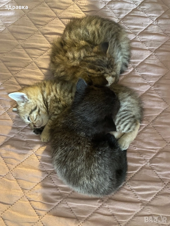 Британски късокосмести котенца, снимка 1