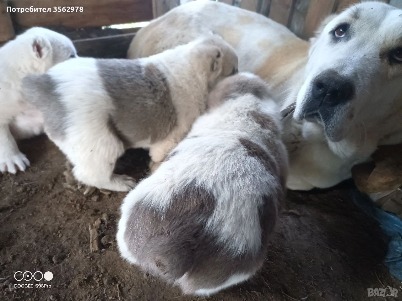 кученца кръстоска между каракачанка и алабай , снимка 1