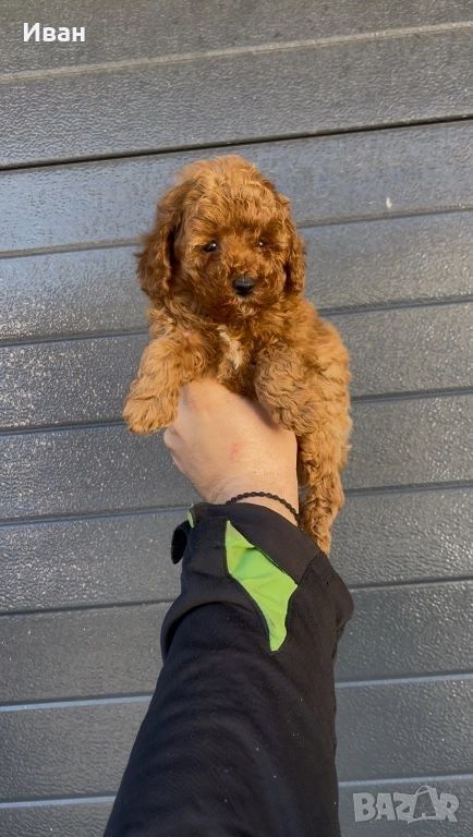 Той пудел, снимка 1