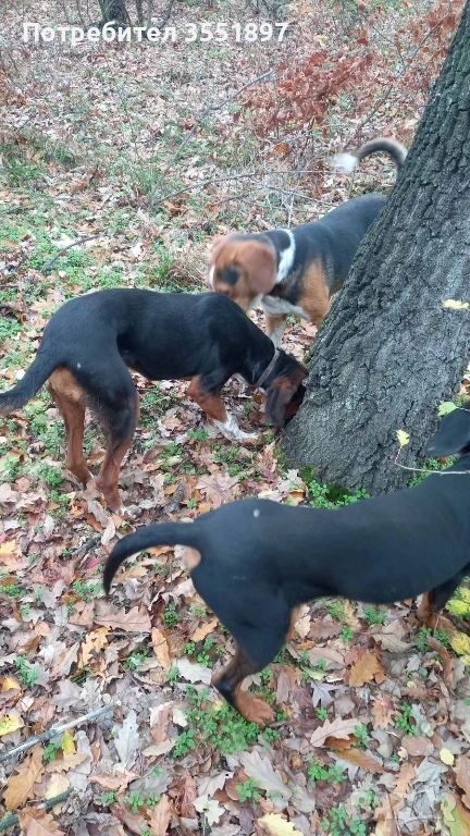 Продавам четири ловни гончета , снимка 1