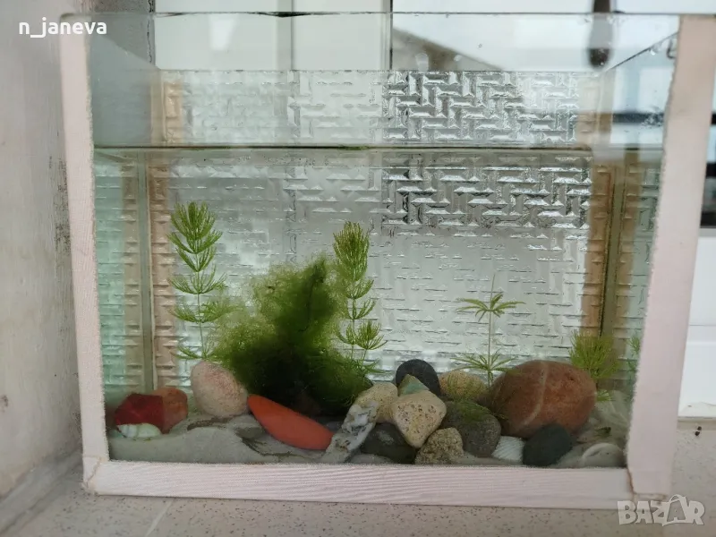 двулитров аквариум с бебета гупи ендлер, снимка 1