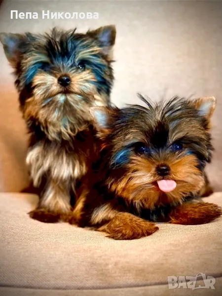 Мини йорки, снимка 1