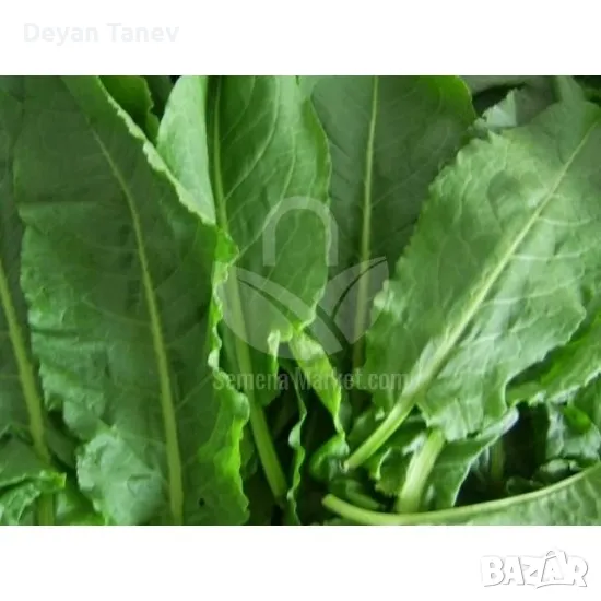 Лапад- свежи листа , цена 100 гр. 1 лев ., снимка 1