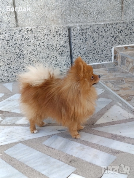 момче на десет месеца , снимка 1