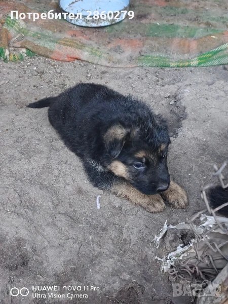 Немска овчарка с потекло, снимка 1