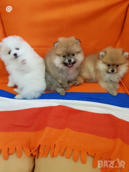 Померан померанчета Гр. София, снимка 1