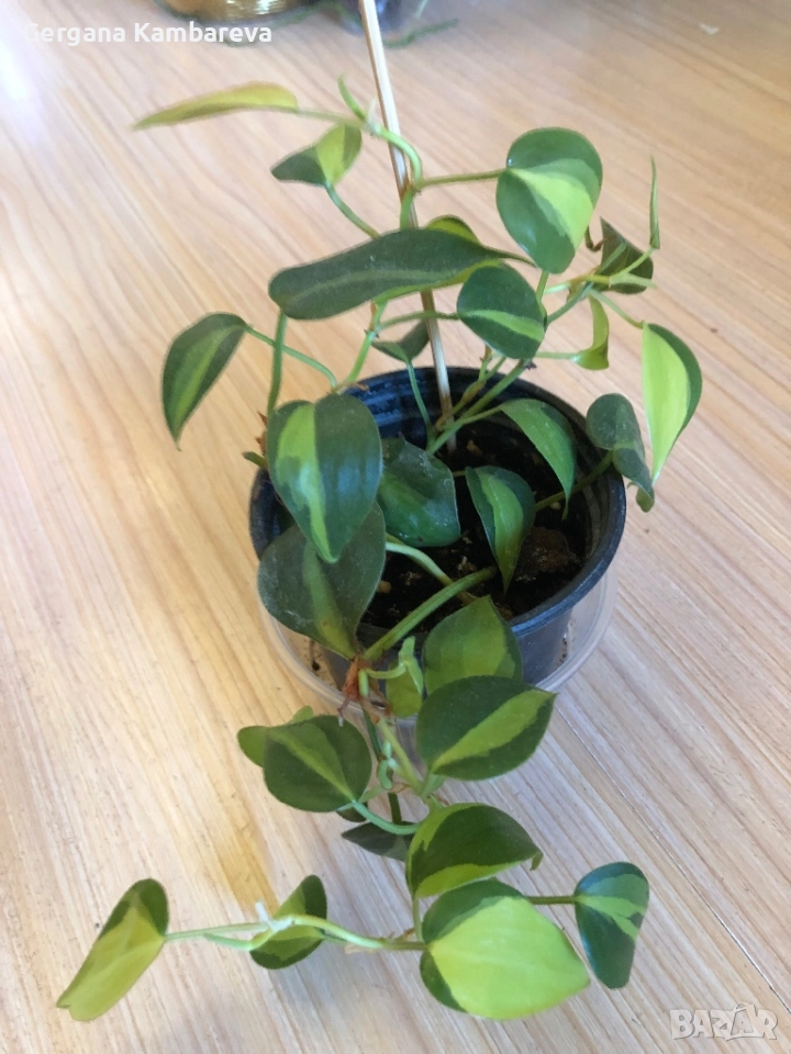 Philodendron Brasil , снимка 1