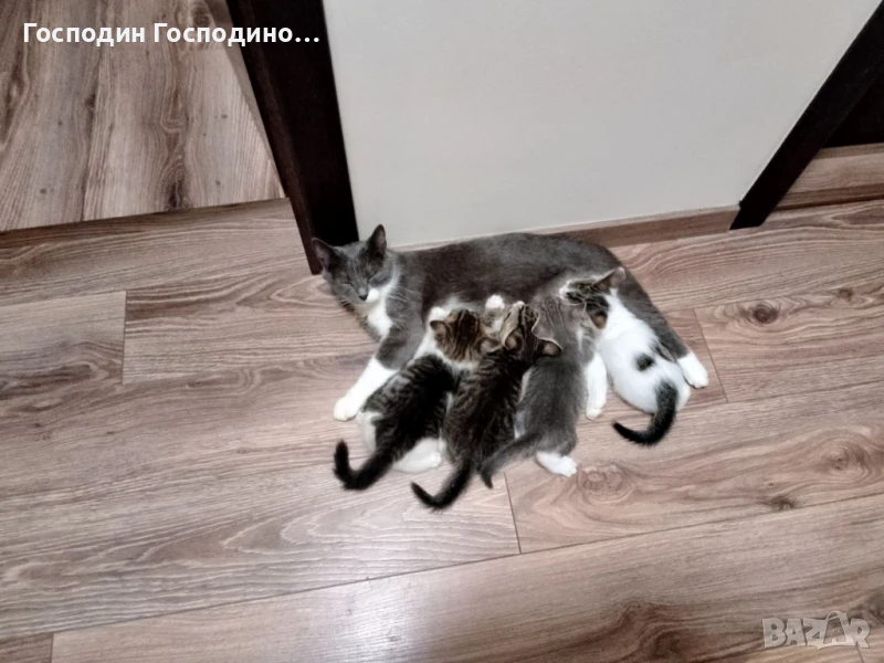 Котенца,  котенца, снимка 1