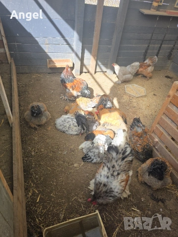 Петли брама , снимка 2 - Кокошки и пуйки - 53881571