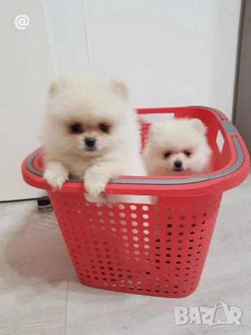 Померан померани Гр. София, снимка 6 - Померан - 54000226