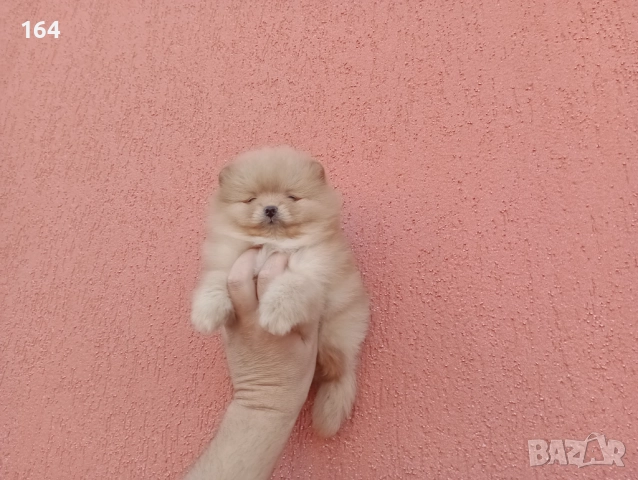 Мъжки Померан. Реални снимки!