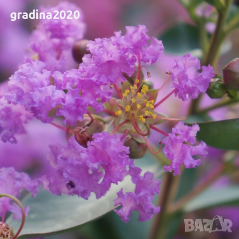 Лагерстремия - индийски люляк Налични 6 вида , снимка 7 - Разсади - 53905889