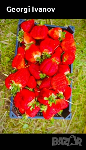 предлагаме разсад ягоди и малини , снимка 3 - Разсади - 53709890