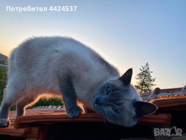 Бирмански сиамски котарак