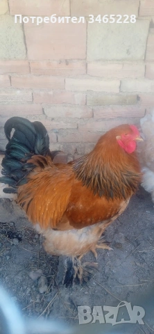 петел  Брама , снимка 2 - Кокошки и пуйки - 54239304