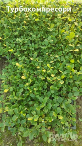 Предлагам  разсад целогодишни ягоди сорт Албион , снимка 2 - Разсади - 53908913