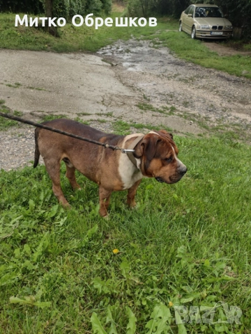 Подарявам американски булдог, снимка 2 - Други - 52648241