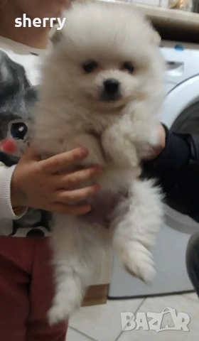 Померан , снимка 5 - Померан - 54233453