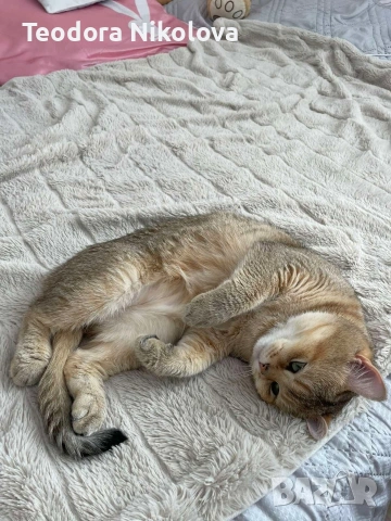 Британска златна чинчила за разплод , снимка 8 - Чинчили - 51309484