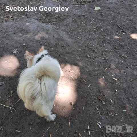 чихуахуа , снимка 3 - Чихуахуа - 52005484