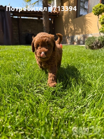 Момченце пудел/ male red poodle, снимка 2 - Пудели - 54227541
