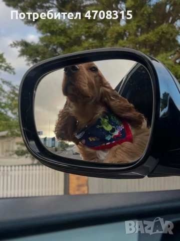 Кокер шпаньол  английски момче, снимка 8 - Кокер шпаньол - 53679523