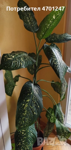 Стайно растение Дифенбахия