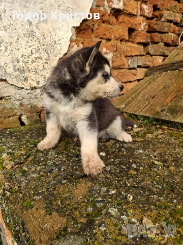 Продаватсе, снимка 3 - Хъски - 53504888