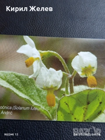 Фонокарта ХЪРВАТИЯ ФЛОРА много красива за КОЛЕКЦИЯ ДЕКОРАЦИЯ 50027, снимка 6 - Колекции - 51293838