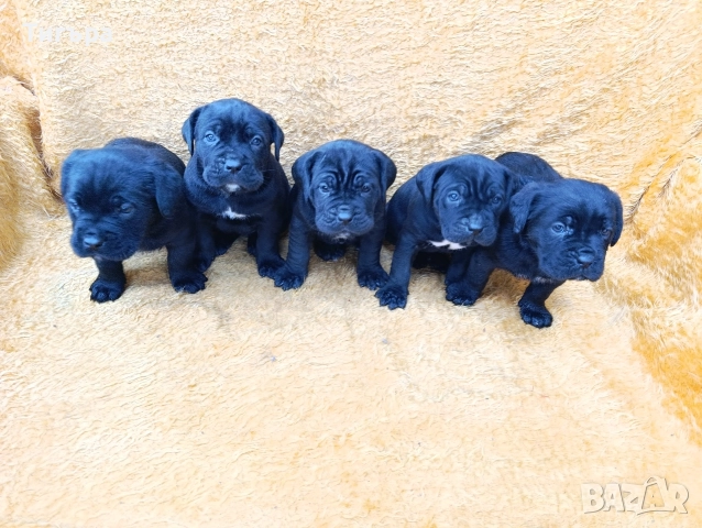 Кане Корсо Италиано , снимка 11 - Кане корсо - 52793038