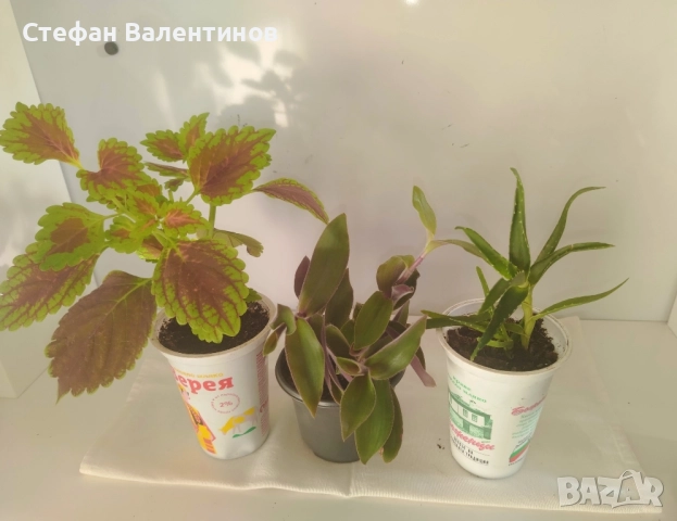 комплект Копривка+Традесканция+Алое 