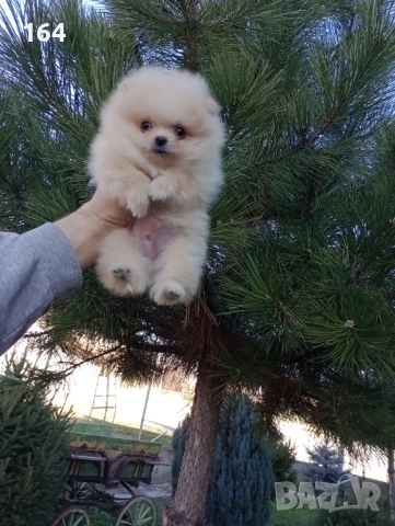 Померан. Мини момиченце. Реални снимки!, снимка 4 - Померан - 52932896