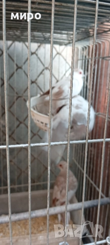 Шарени Диамантени гугутки!, снимка 12 - други­ - 51645799