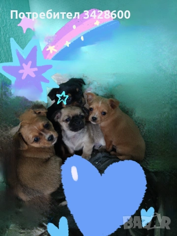 Малки пинчери 