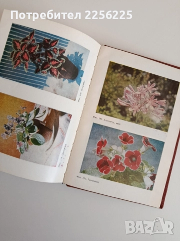 Цветя за нашия дом, снимка 4 - Специализирана литература - 52183831