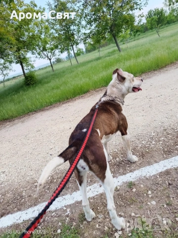 Подарява се , снимка 4 - Други - 54044879