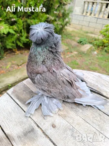 Бухари , снимка 15 - Гълъби - 48210642