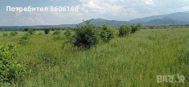 Продавам 3 дкр. Орехова градина [ 0898480946]  Както се вижда на снимките има и орехчета!, снимка 7 - Земеделска земя - 44696136