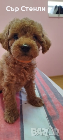 ТОЙ ПУДЕЛ 5 момчета, снимка 16 - Пудели - 53799744