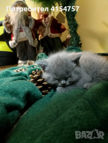 Британски принцеси, снимка 8 - Британска късокосместа - 52917554