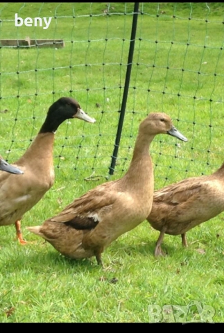 Продавам патици за яйца Каки Кемпбъл, снимка 3 - Патици и гъски - 52874486