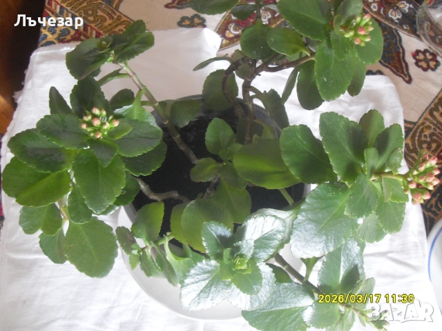Продавам цвете "КАЛАНХОЕ", снимка 2 - Стайни растения - 53882287