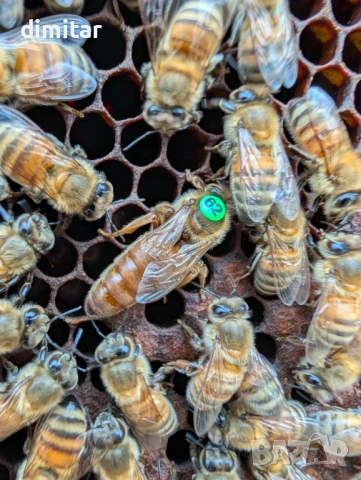 Продавам пчелни майки, снимка 3 - За пчели - 53323893