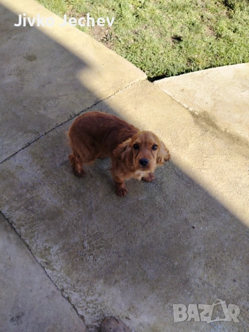 Кокер Шпаньол 