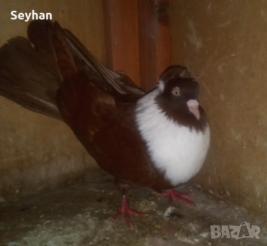 Чирпански мъжки 