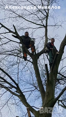 озеленяване рязане на високи дървета чистене на градини оформяне на жива плет 