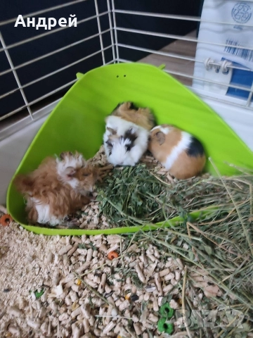 Морски свинчета 