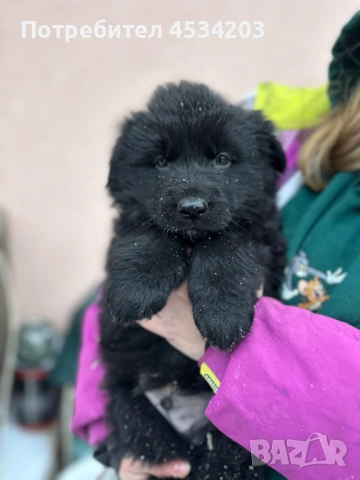 немска овчарка / НОК, снимка 9 - Немска овчарка - 51033011