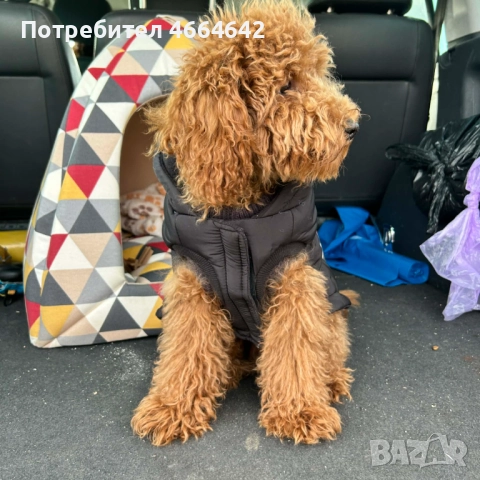 Продавам пудел Tой, снимка 4 - Пудели - 52589574