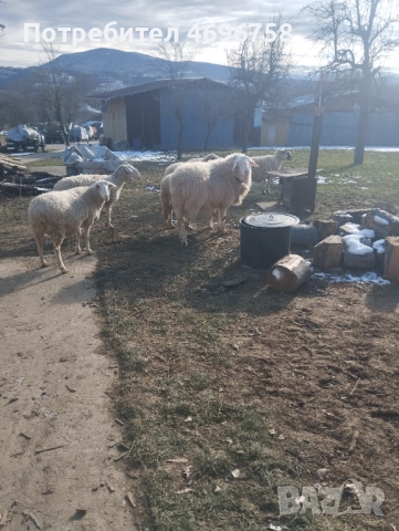 Продавам овен на година и половина, снимка 3 - Овце - 52946737